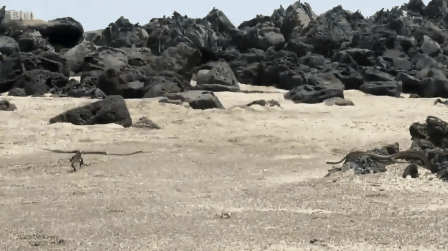 Esta iguana fugindo das cobras é a nova heroína da internet