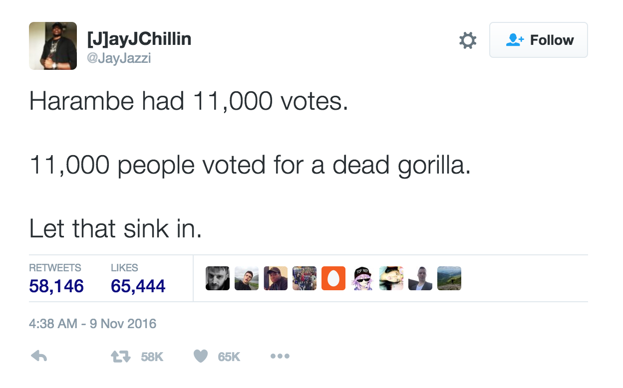 Harambe' the dead gorilla ties with Green Party candidate in Texas poll