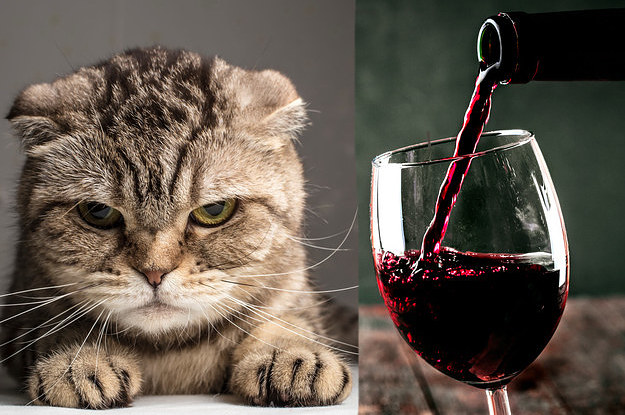 Can You Choose Between Wine And Cats?
