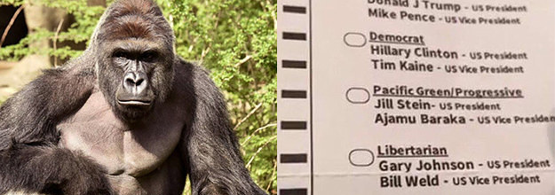 https://img.buzzfeed.com/buzzfeed-static/static/2016-12/12/14/campaign_images/buzzfeed-prod-web01/14000-people-probably-didnt-vote-for-harambe-to-b-2-12765-1481571633-6_dblwide.jpg