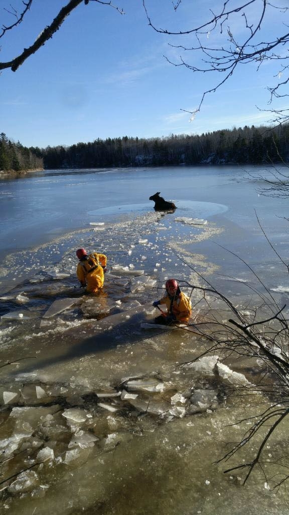 This Poor Moose Needed To Be Rescued After Getting Stuck In An Icy River