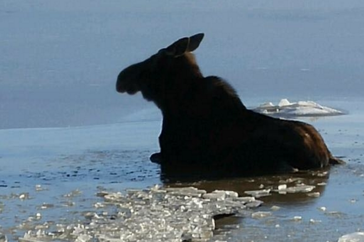 This Poor Moose Needed To Be Rescued After Getting Stuck In An Icy River