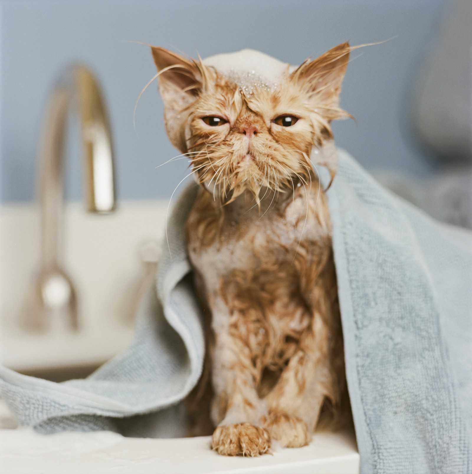 Кот в полотенце. Мокрая кошка. Мокрый котенок. Мокрая кошка в полотенце. Полотенце коты.
