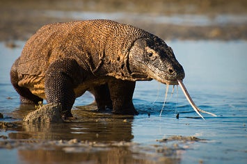 38 Things You Might Not Know About How They Made "Planet Earth II"