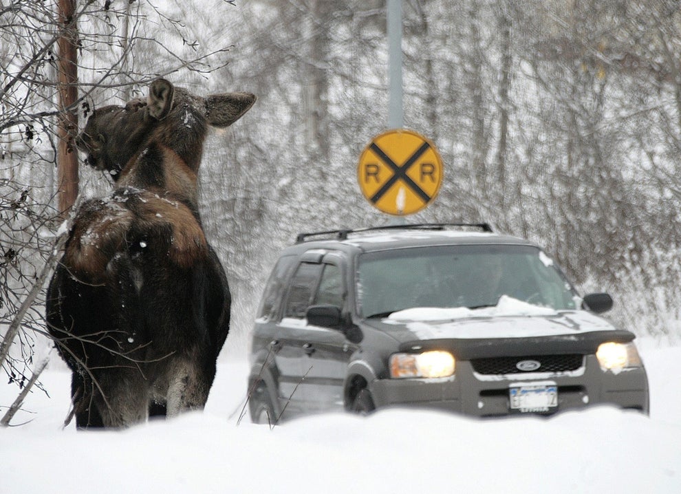 Canadians Have Been Warned About CarLicking Moose Because