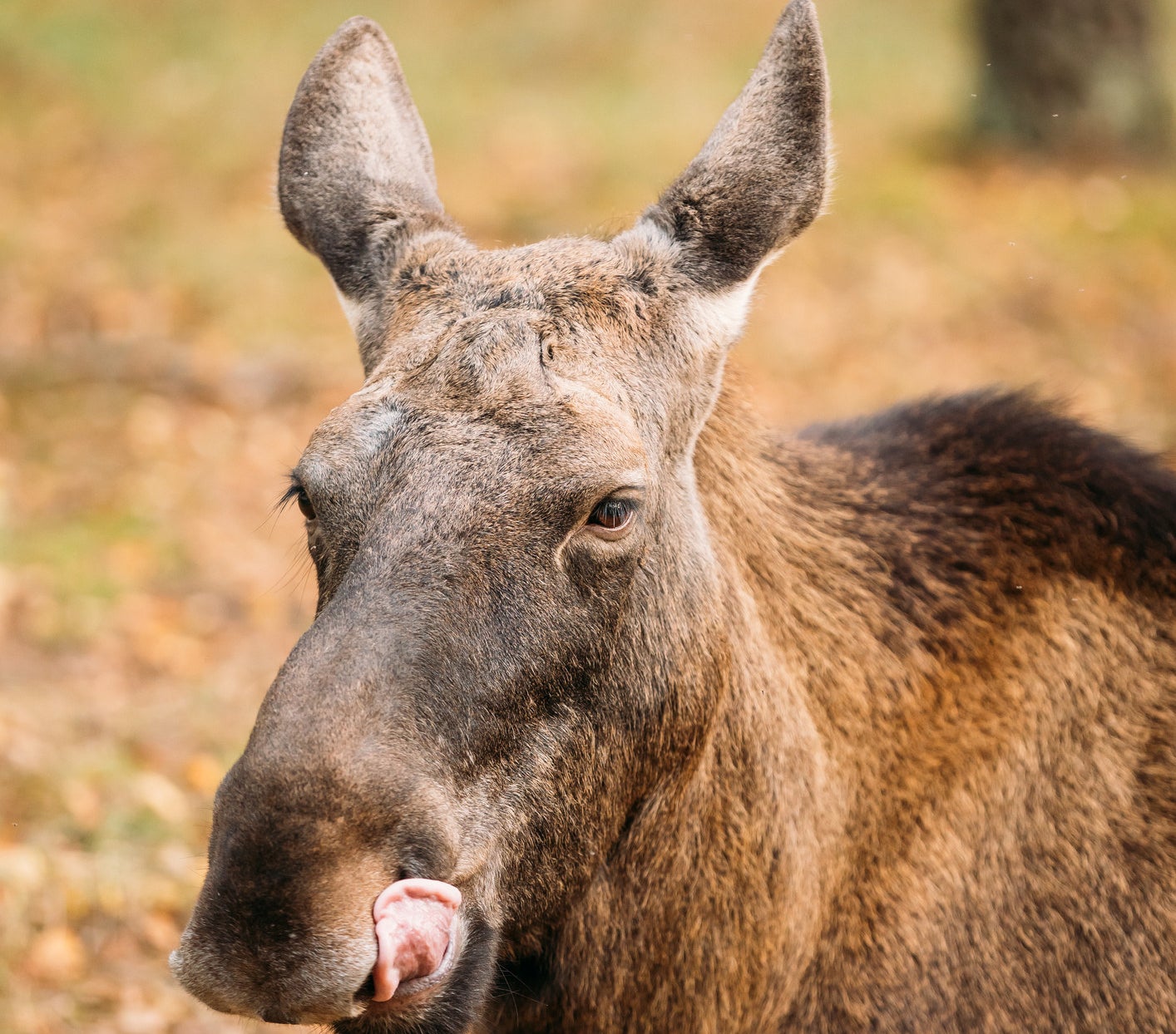 Canadians Have Been Warned About Car Licking Moose Because Canada