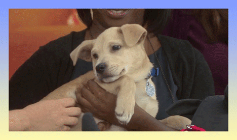 If You Just Adopted A Puppy, Take This Quiz