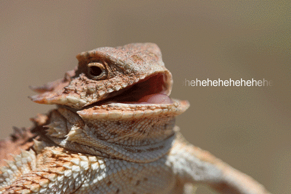 "Because jokes make them crack up."