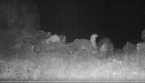 Snow leopard quadruplets have been caught on film in the wild for the first time, a surprise find for researchers tracking the endangered species.