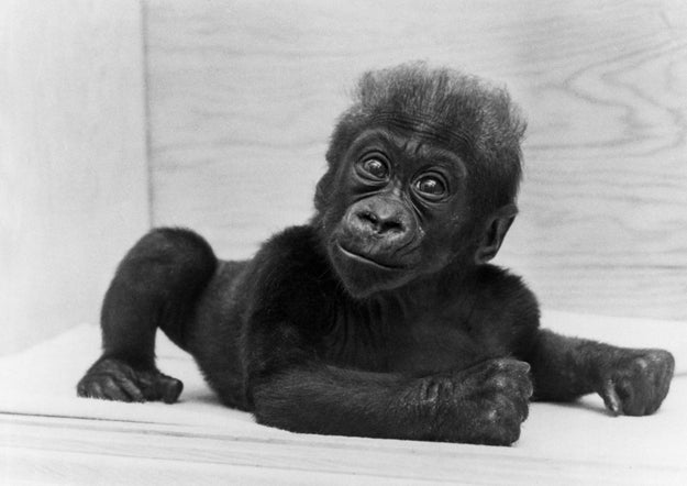 Colo was the first gorilla ever born in human care and her birth marked a new era in gorilla conservation and research.