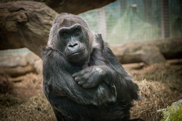 Colo, the world's oldest living gorilla, turned 60 on Thursday.