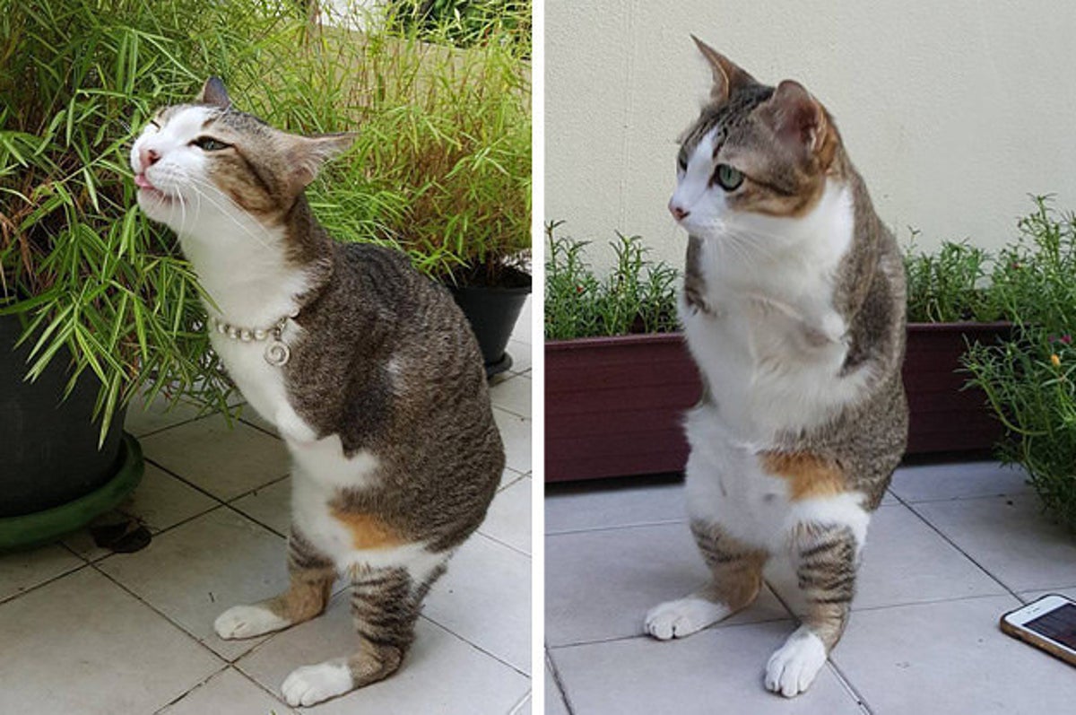 This Cat Who Lost His Two Front Legs Now Walks Like A T. Rex