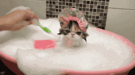 Image result for kitten bath shower cap gif