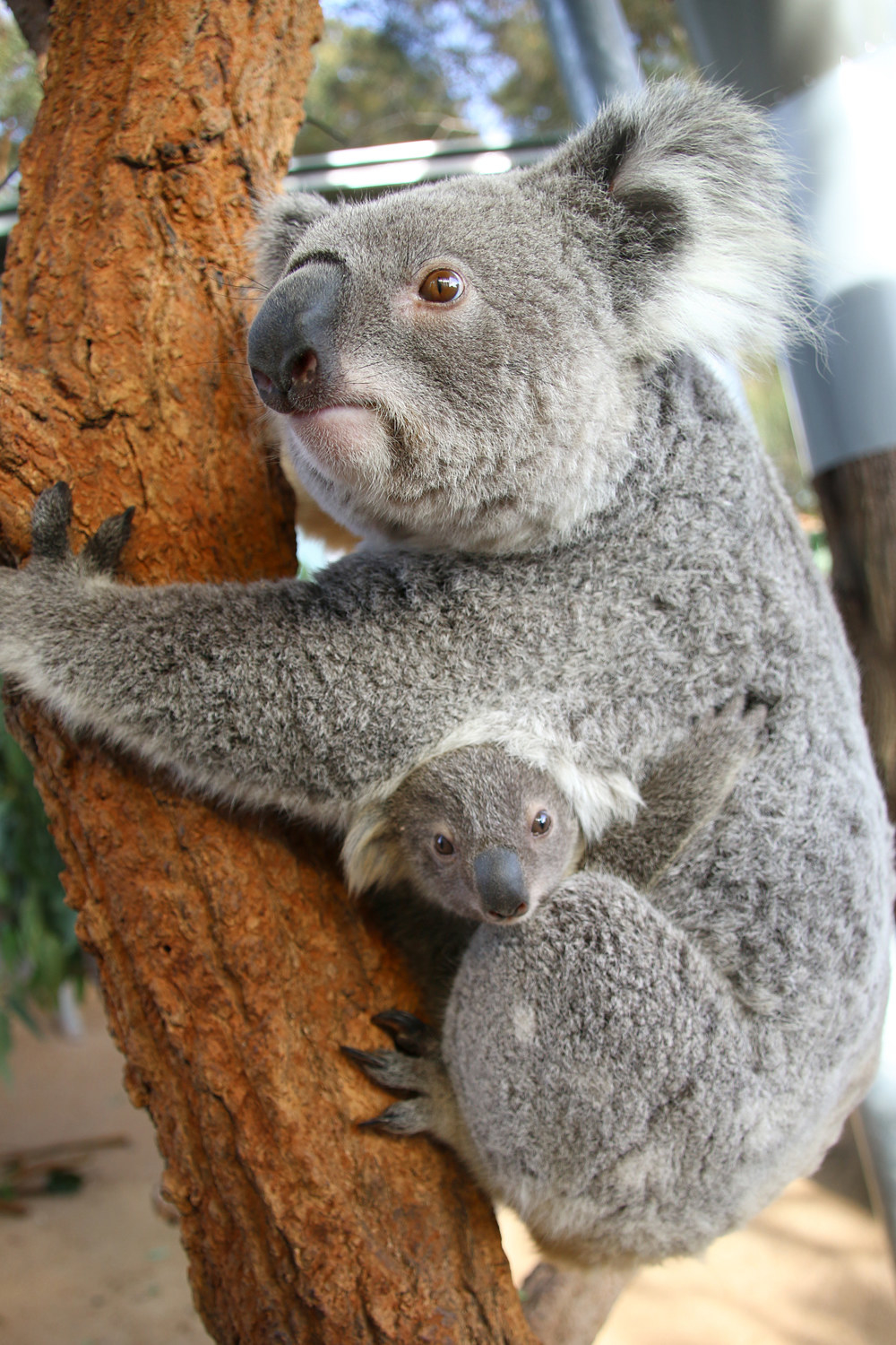 bany koala