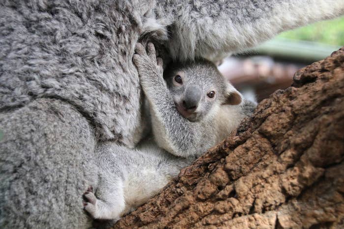 baby koala in pouch