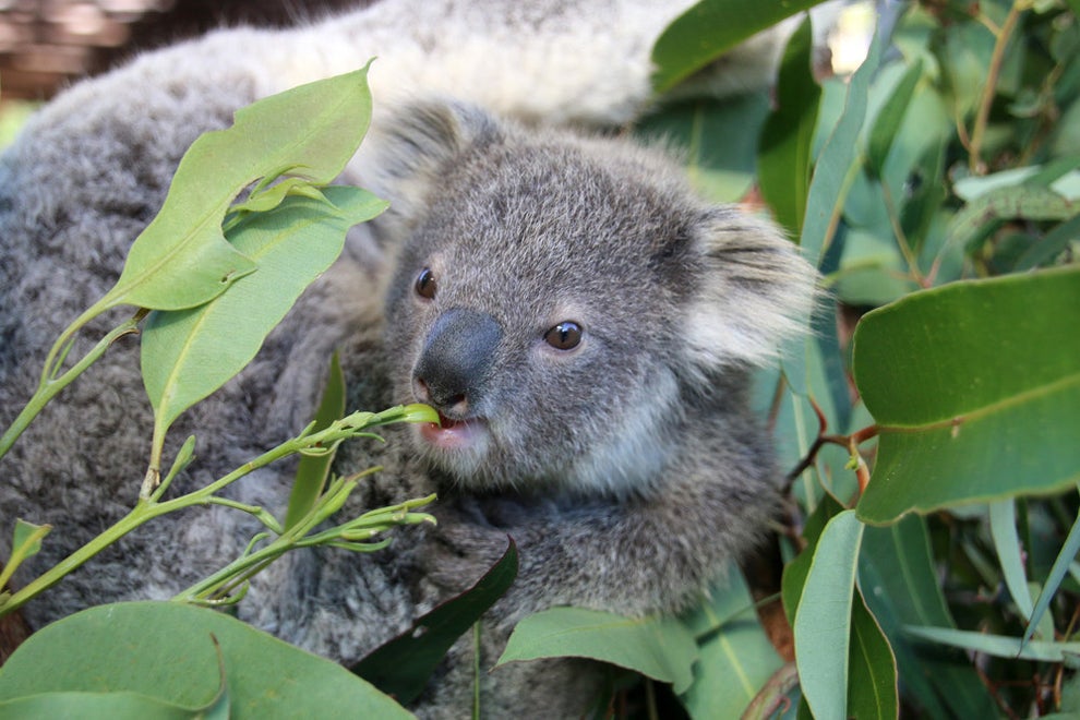These Baby Koalas Are Newly Out Of The Pouch And OMG They Are Cute