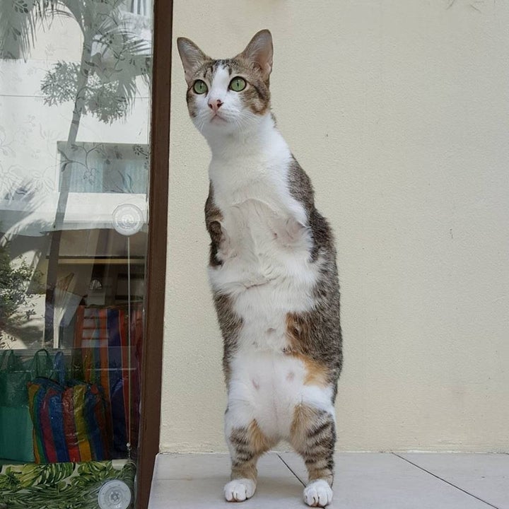 This Cat Who Lost His Two Front Legs Now Walks Like A T Rex
