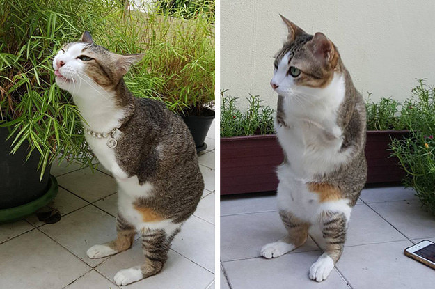 This Cat Who Lost Its Front Two Legs Now Walks Like A TRex BuzzFeed News