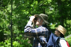 Researchers who keep track of species populations and migrations often need help from the public in gathering information. Bird watchers can submit records of their sightings, even if they’re just tracking the species that appear at their personal birdfeeder. The Cornell Lab is just one of many institutions that use citizen science data. Since 1997, the Cornell Lab has used the data submitted by citizens in over 60 scientific papers.