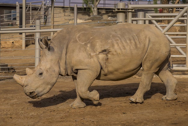The San Diego Zoo says a veterinarian used a pair of pliers to pull a bullet fragment from a white rhinoceros after it worked its way to the surface.