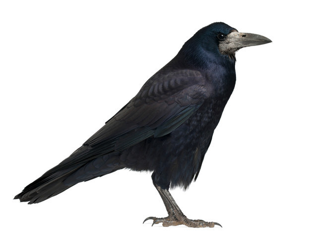 カラス