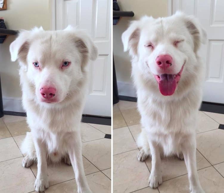 愛おしくてたまらない 今日も頑張る気力をくれる犬の写真