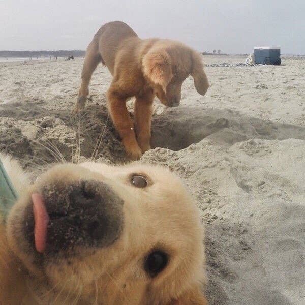 愛おしくてたまらない 今日も頑張る気力をくれる犬の写真