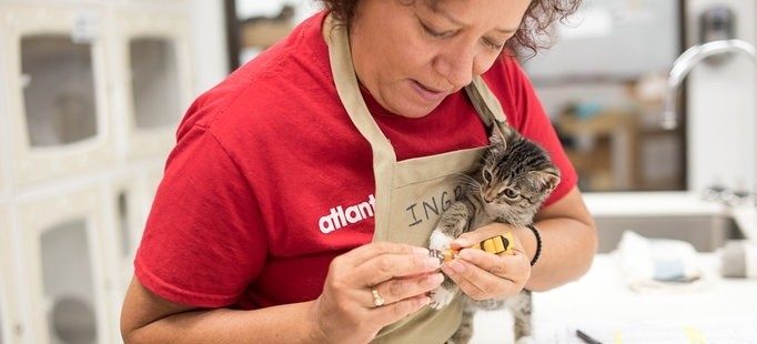 The Humane Society of the United States accepts volunteers for animal rescue teams that respond to situations around the country. Whether there’s a natural disaster or a dog-fighting ring is broken up, volunteers can be a huge help in handling the influx of animals at the shelter. Training is provided by the HSUS, and certain FEMA courses must be completed. Get more information about volunteering with the Animal Rescue Team.