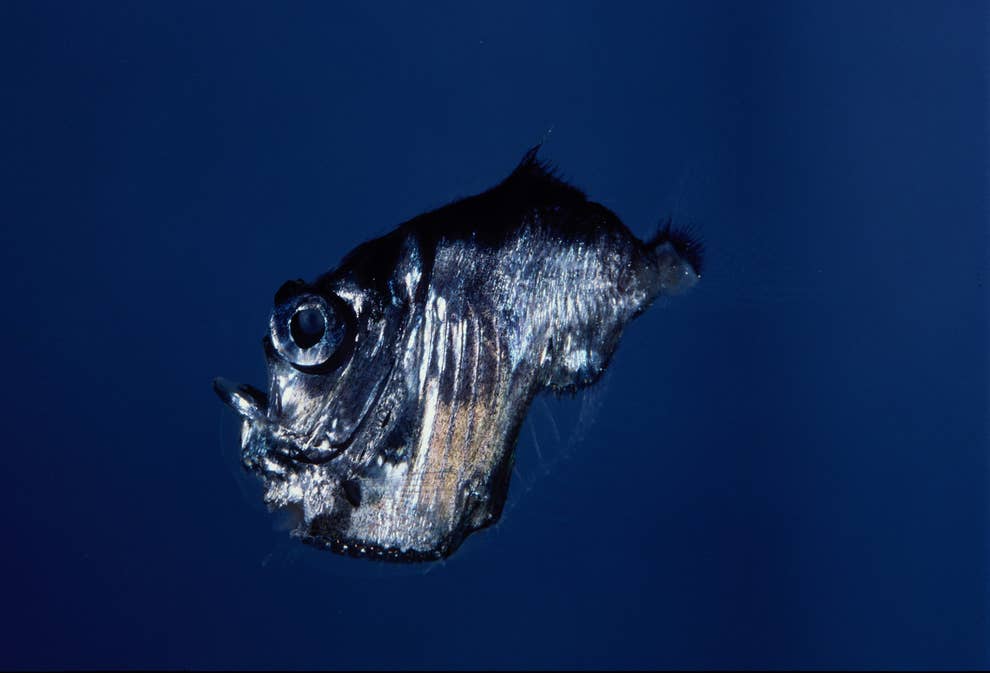 閲覧注意 見るだけもゾッとする 世界中の変な生き物たちを集めてみた 閲覧注意 見るだけもゾッとする 世界中の変な生き物たちを集めてみた