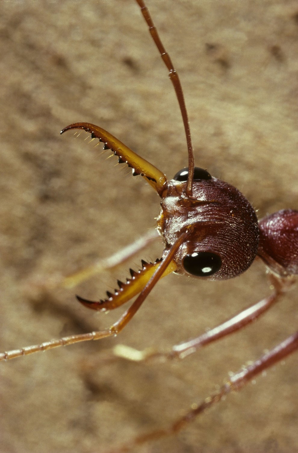 閲覧注意 見るだけもゾッとする 世界中の変な生き物たちを集めてみた