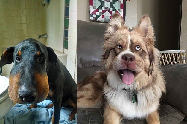 17 Dogs Who Really, Really Regret Eating A Bee