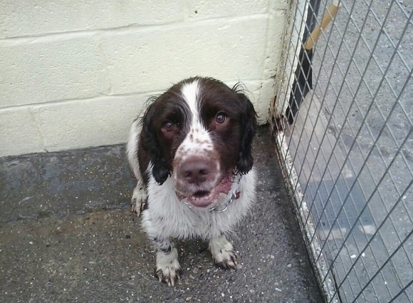 Yes store spaniel rescue