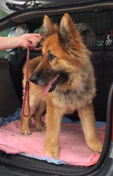 german shepherd rescue south yorkshire