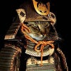samuraicat