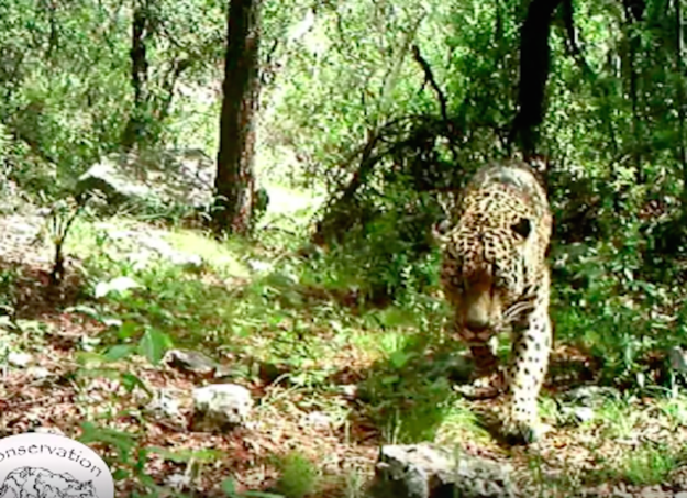 An Extremely Rare Jaguar Has Been Spotted In The US