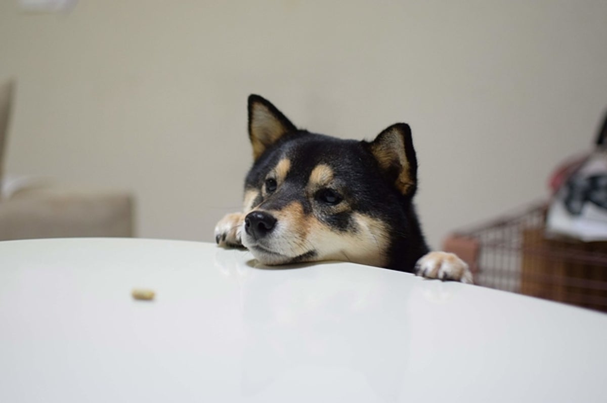 柴犬 マジックへのリアクションが最高に胸キュンなワンちゃん