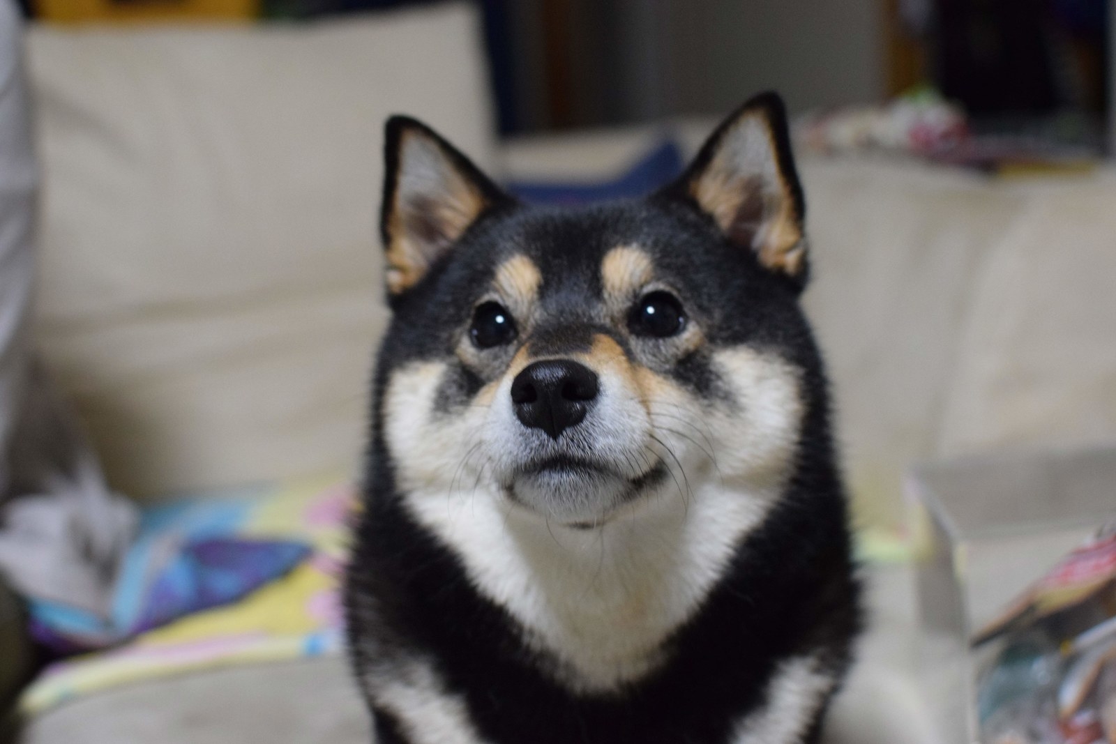 柴犬 マジックへのリアクションが最高に胸キュンなワンちゃん