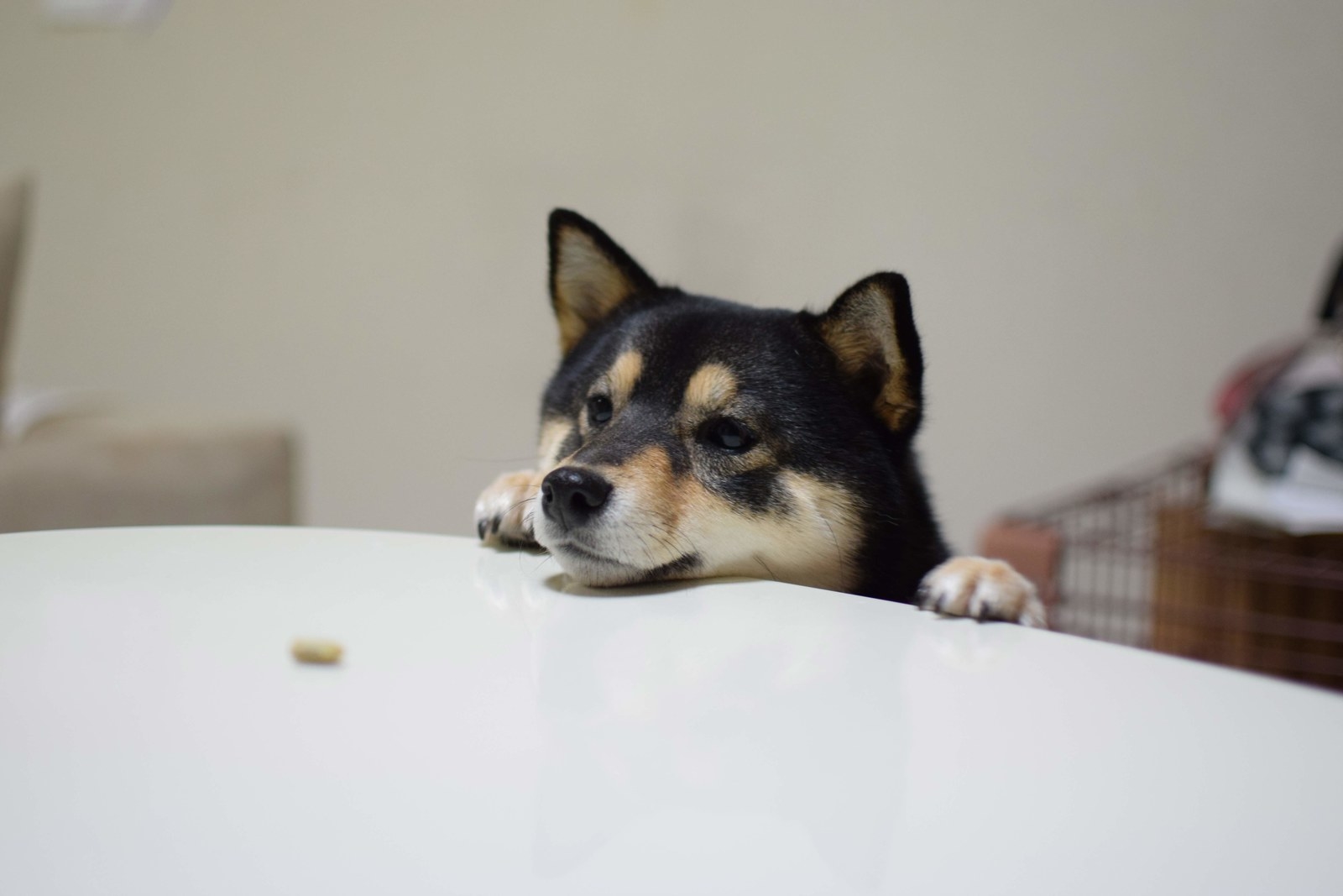 柴犬 マジックへのリアクションが最高に胸キュンなワンちゃん