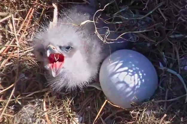 Eagle Egg Hatching