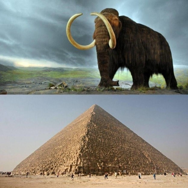 Wrangel Island—a Delaware-sized island about 90 miles off the coast of far eastern Siberia—until about 1650 BCE. The oldest of the so-called “Great Pyramids” in Egypt was constructed between 2667 and 2648 BCE, meaning that yes, there were actually woolly mammoths alive and well when the Great Pyramids were being built.