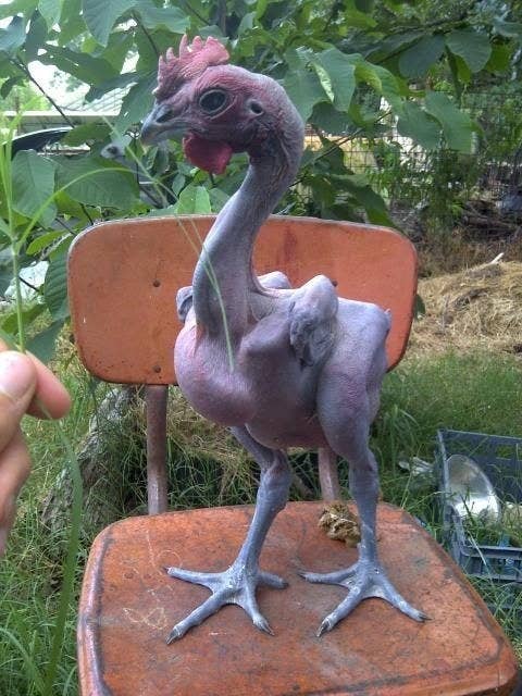 Here Are 16 Hairless Animals, In Case You Were Curious Here Are 16 Hairless Animals, In Case You Were Curious