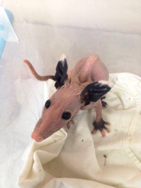 Here Are 16 Hairless Animals In Case You Were Curious