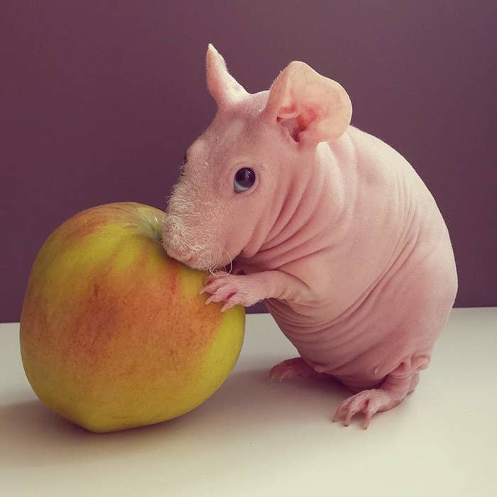 Here Are 16 Hairless Animals In Case You Were Curious