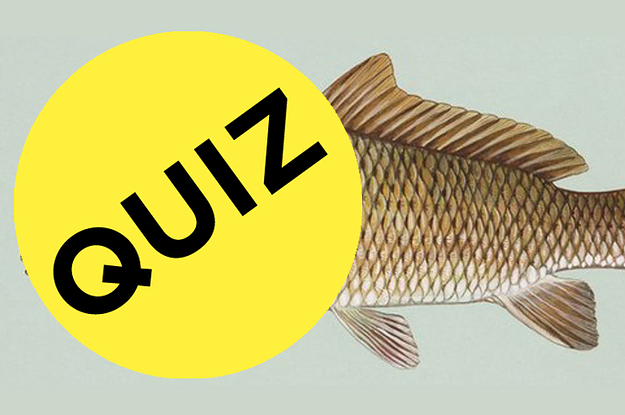 Nur wenn du mindestens 14 Punkte in diesem Quiz schaffst, kennst du