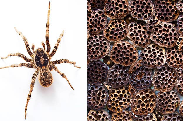 Trypophobia Symptoms Causes And Treatments