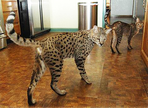 huge savannah cat