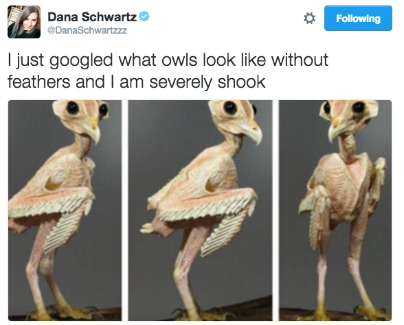 This what owls REALLY look like: