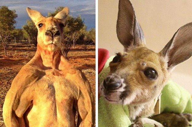 This Woman's Breast Implants Popped When She Was Attacked By A Kangaroo