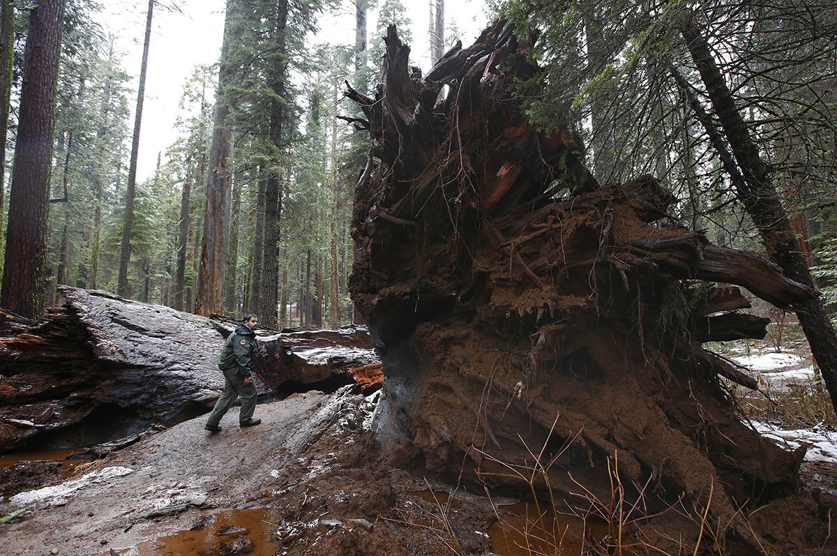 California State Parks Supervising Ranger Tony Tealdi walks to the fallen Pioneer Cabin Tree at Calaveras Big Trees State Park on Jan. 9, in Arnold, California. Famous for a "drive-thru" hole carved into its trunk, the giant sequoia was toppled over by a massive storm Sunday.