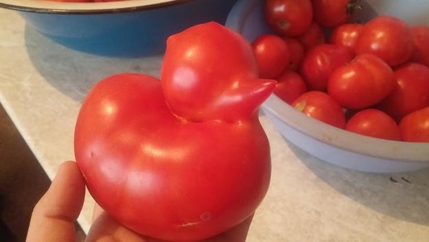 This tomato that looks like a duck: